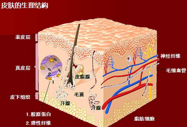 1400年前一段关于皮肤的经文让当代科学家踏上了归信之路